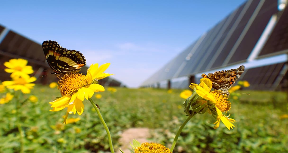 Enbridge Orange Grove Solar